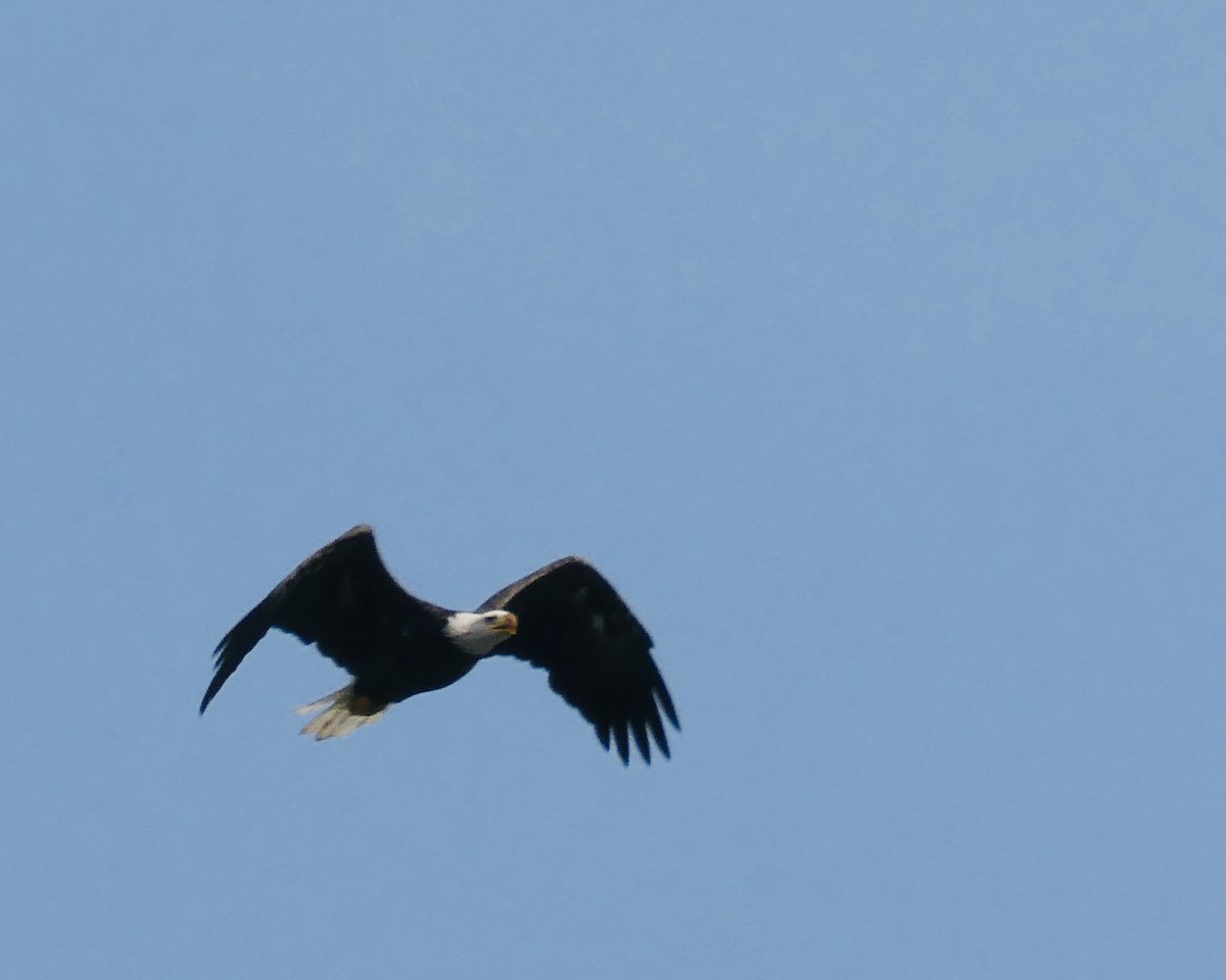 Bald Eagle - ML598146221