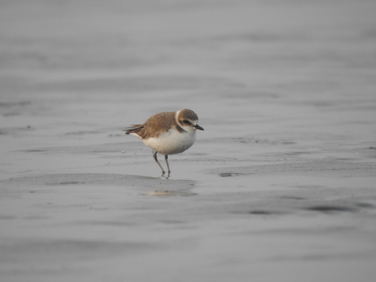 Kentish Plover - ML598146521