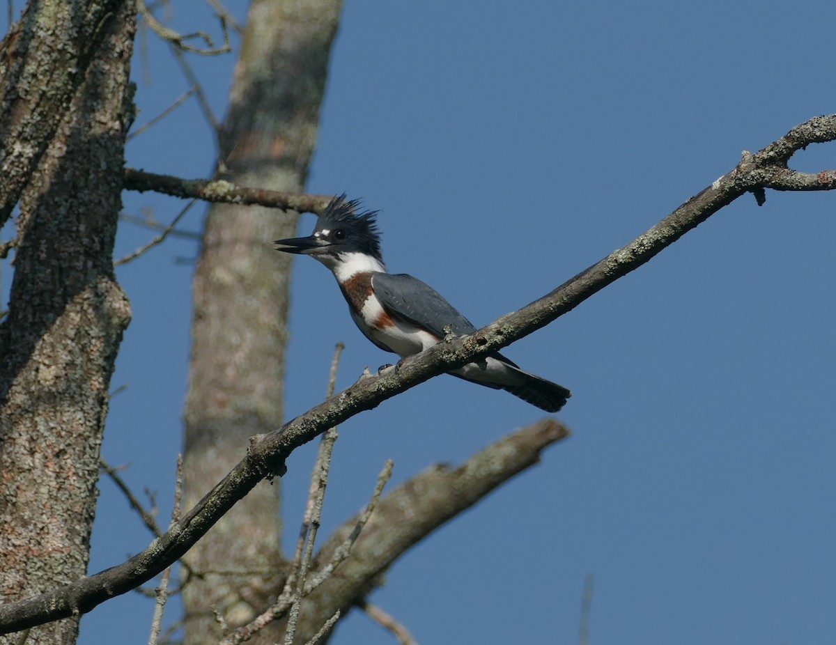 Belted Kingfisher - ML598146951