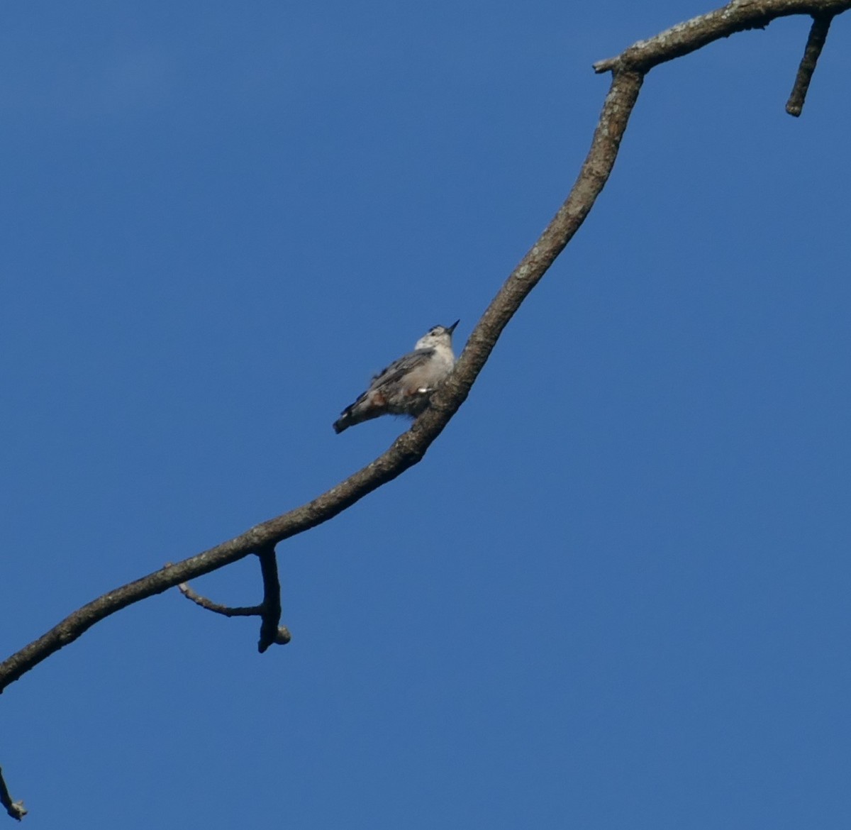 White-breasted Nuthatch - Kevin Murphy