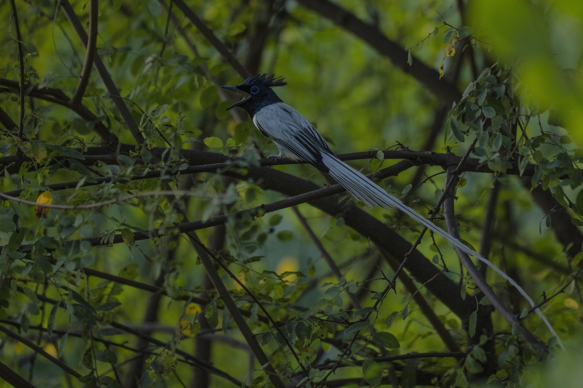 カワリサンコウチョウ - ML598147251