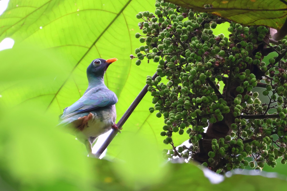 Jambu Fruit-Dove - ML598147521