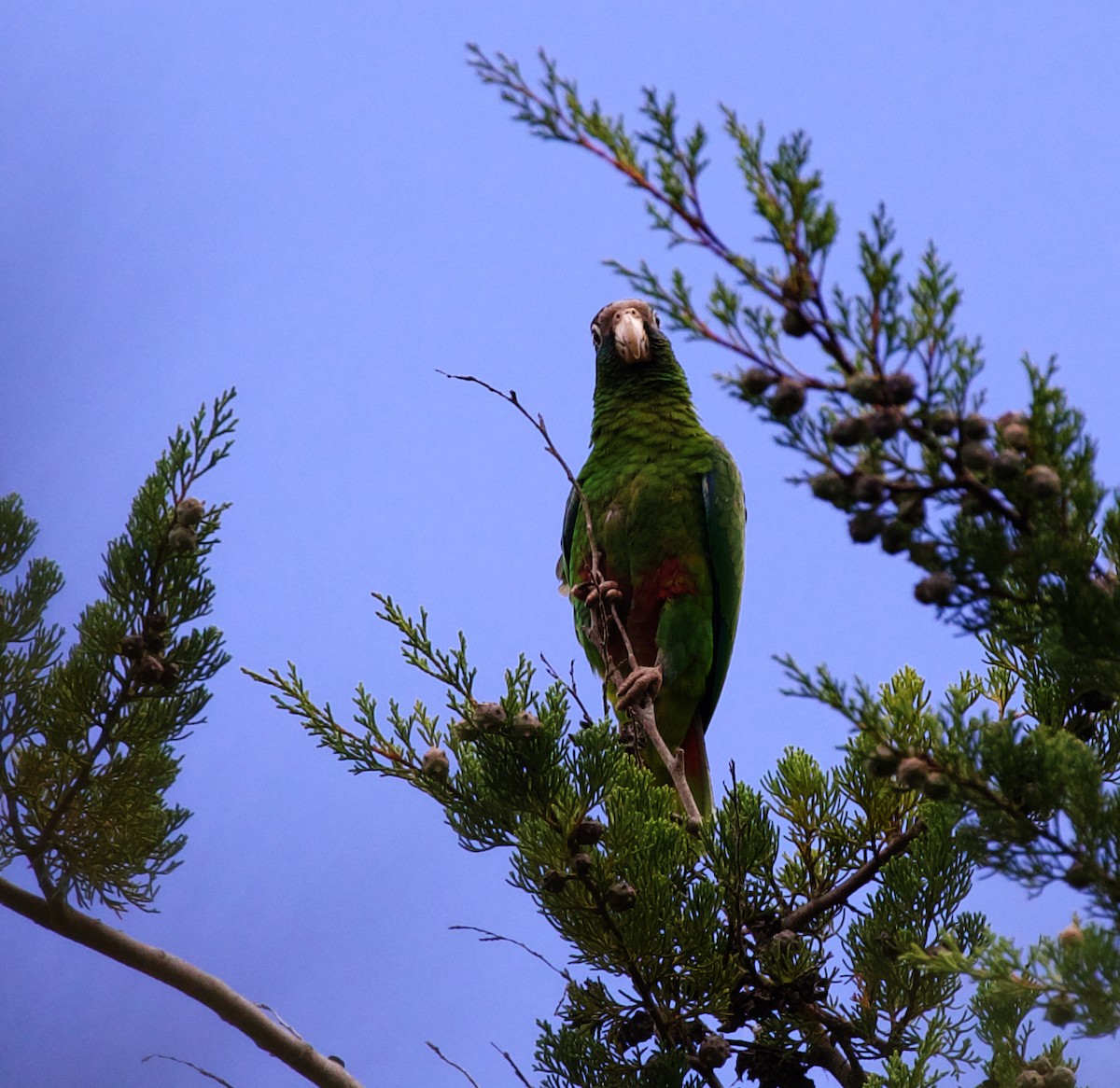 Hispaniolan Parrot - ML598147611