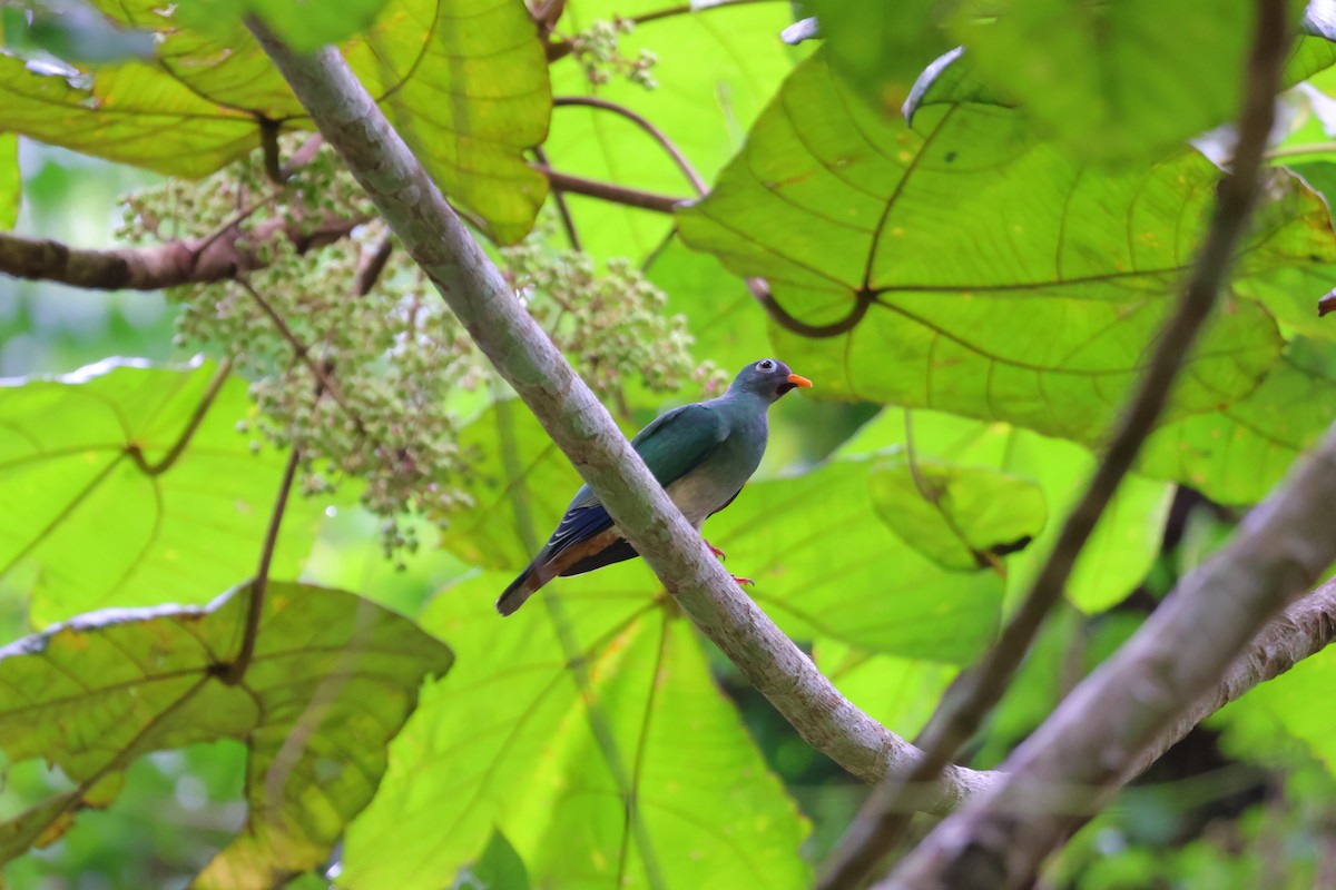 Jambu Fruit-Dove - ML598147671