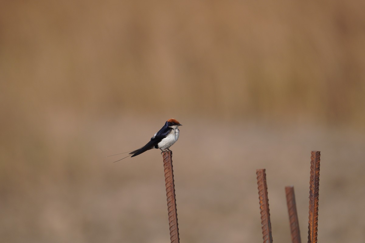 Hirondelle à longs brins - ML598147921