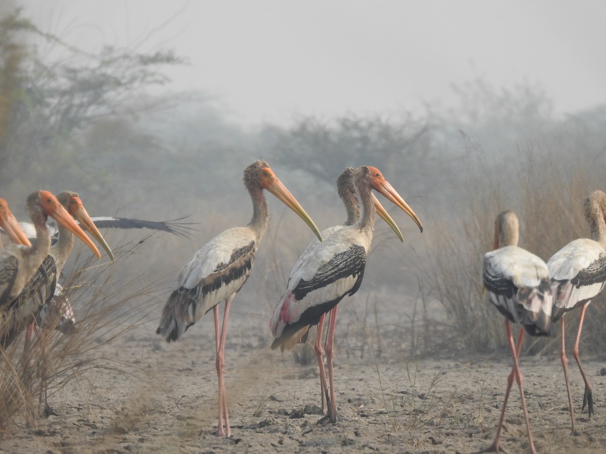 Painted Stork - ML598147941