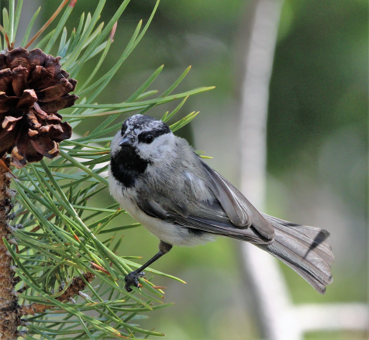 Mountain Chickadee (Rocky Mts.) - ML598147991