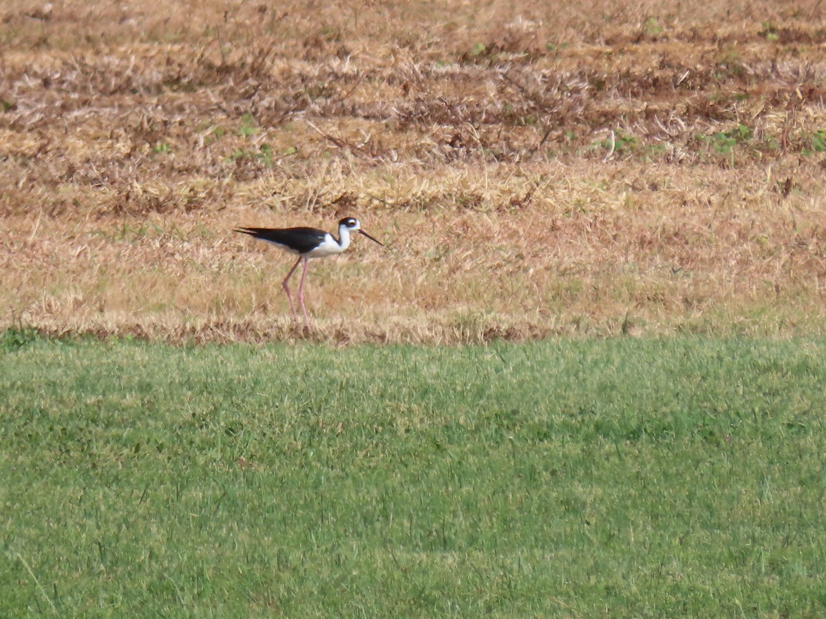 Schwarznacken-Stelzenläufer - ML598148021