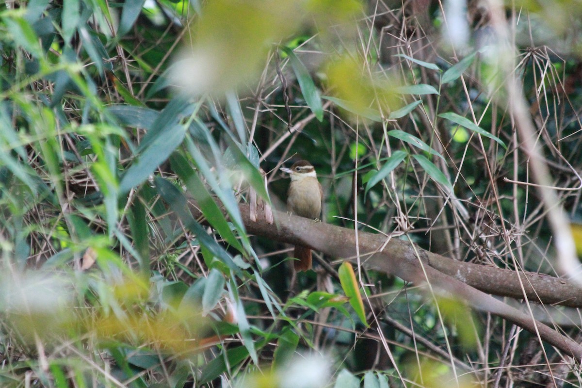 White-collared Foliage-gleaner - Tomaz Zurita