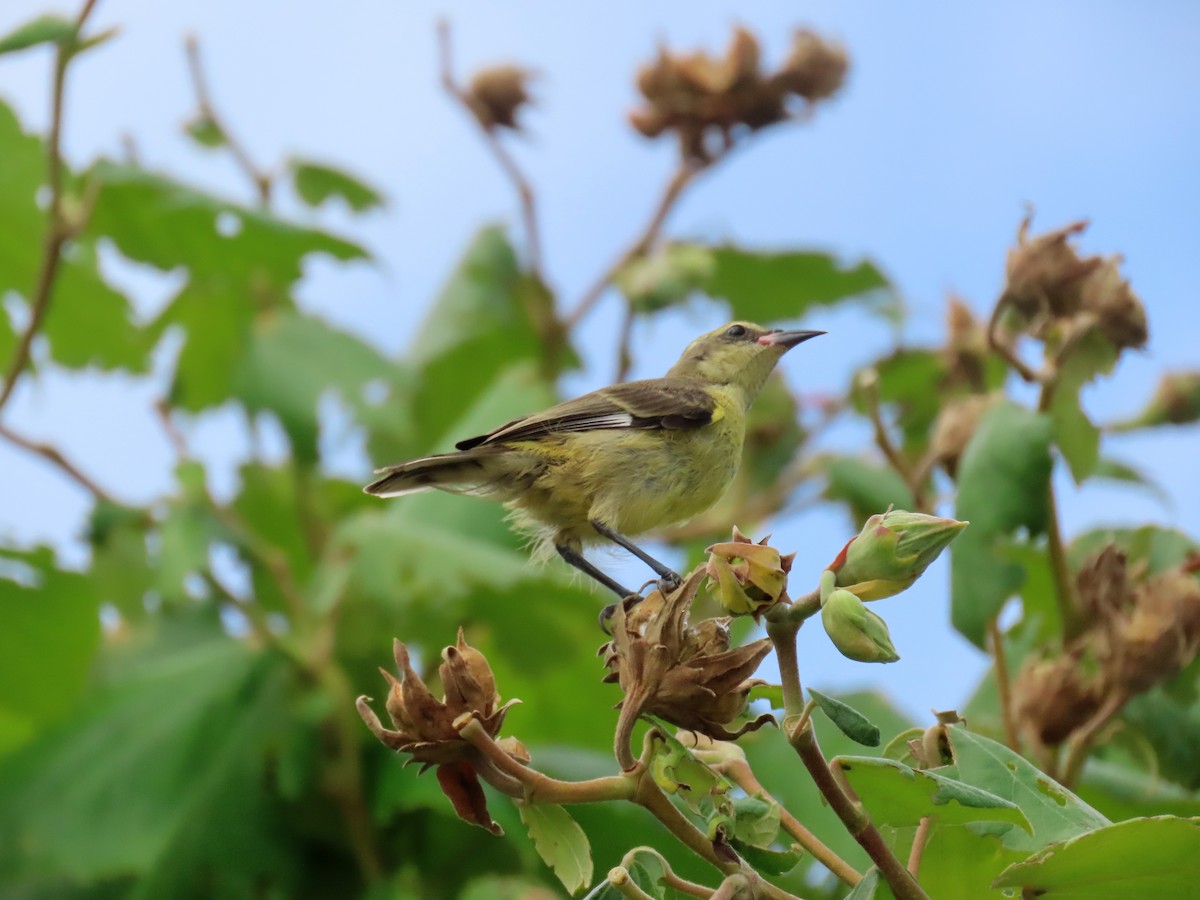 Sucrier à ventre jaune - ML598148881