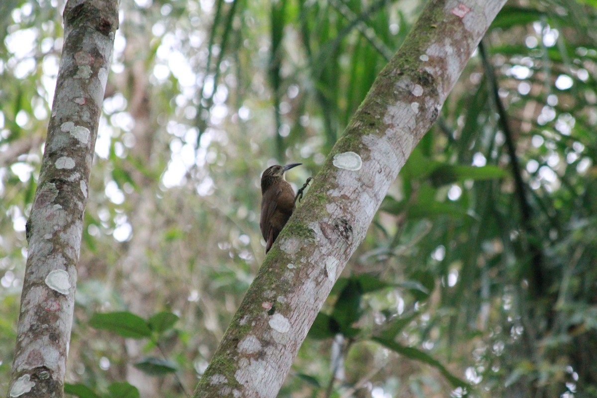 White-throated Woodcreeper - ML598148981