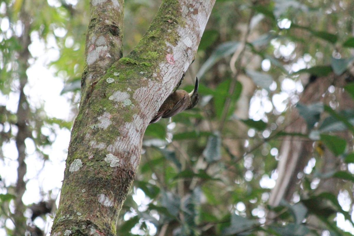 White-throated Woodcreeper - ML598148991