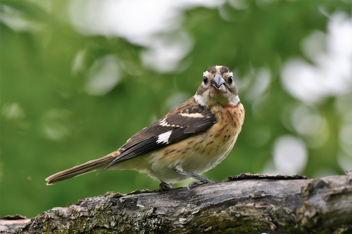 Rose-breasted Grosbeak - ML598149021