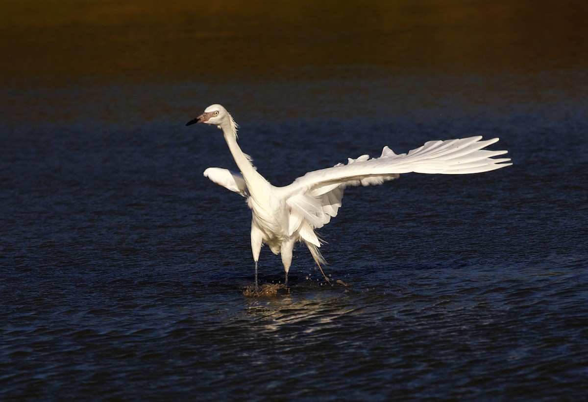 Reddish Egret - ML598149161