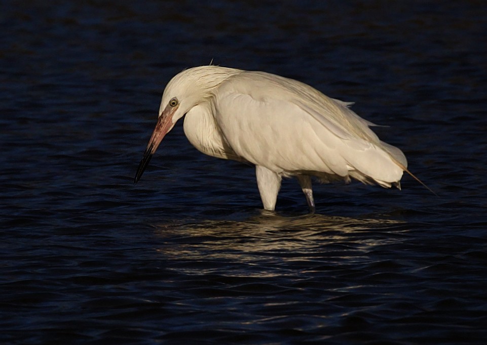 Reddish Egret - ML598149181