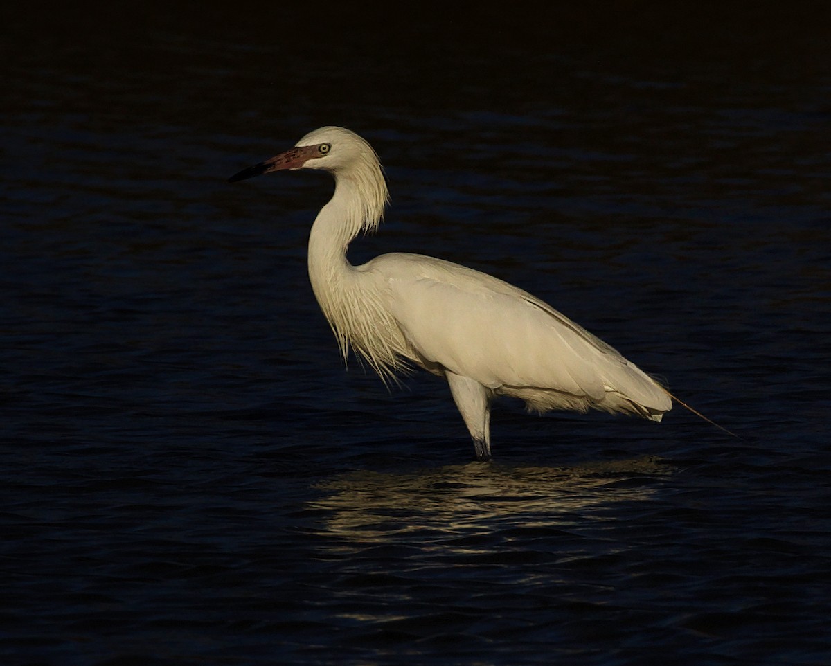 Reddish Egret - ML598149191