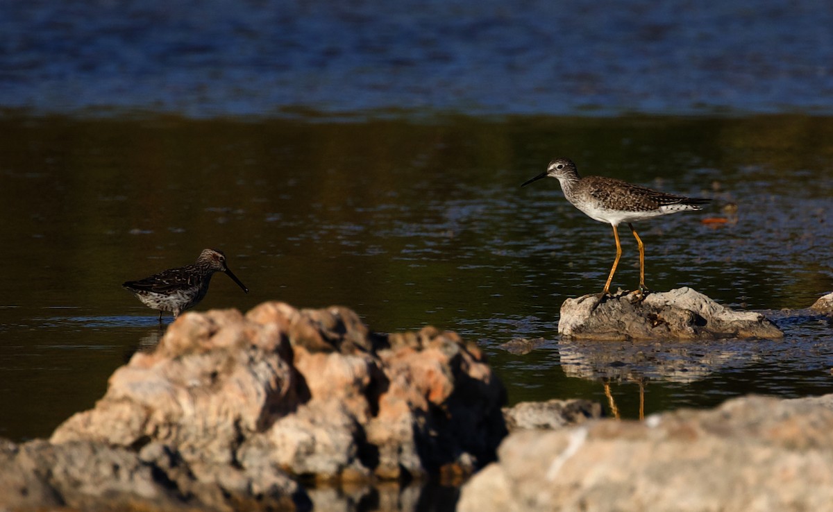 Lesser Yellowlegs - ML598149241