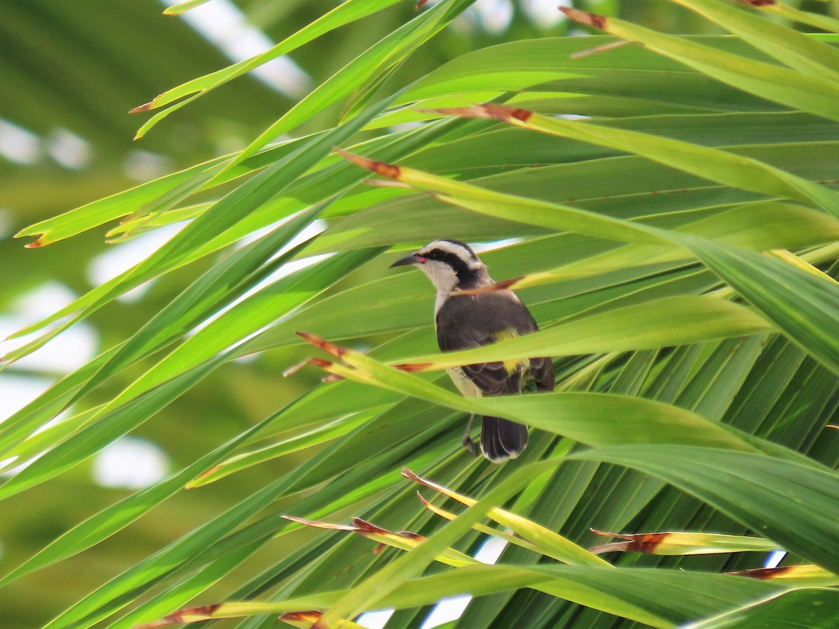 Bananaquit - Jeanne Kaufman