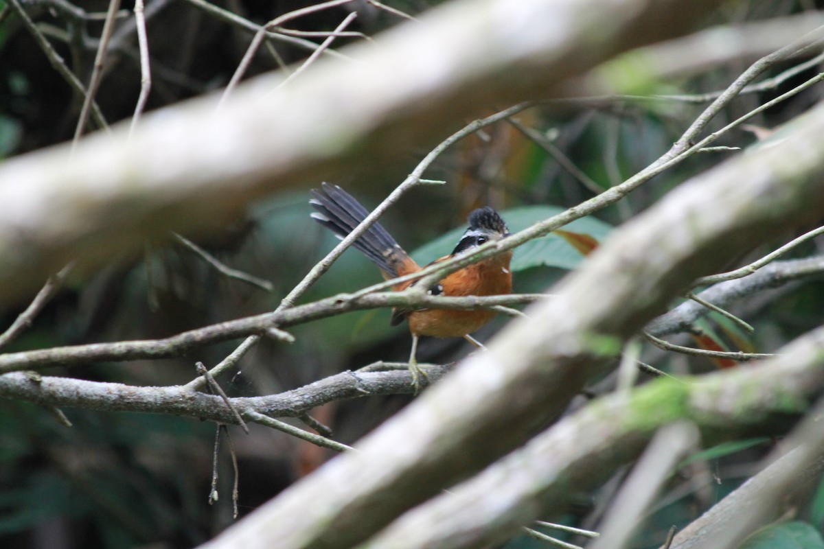 Ferruginous Antbird - ML598149421