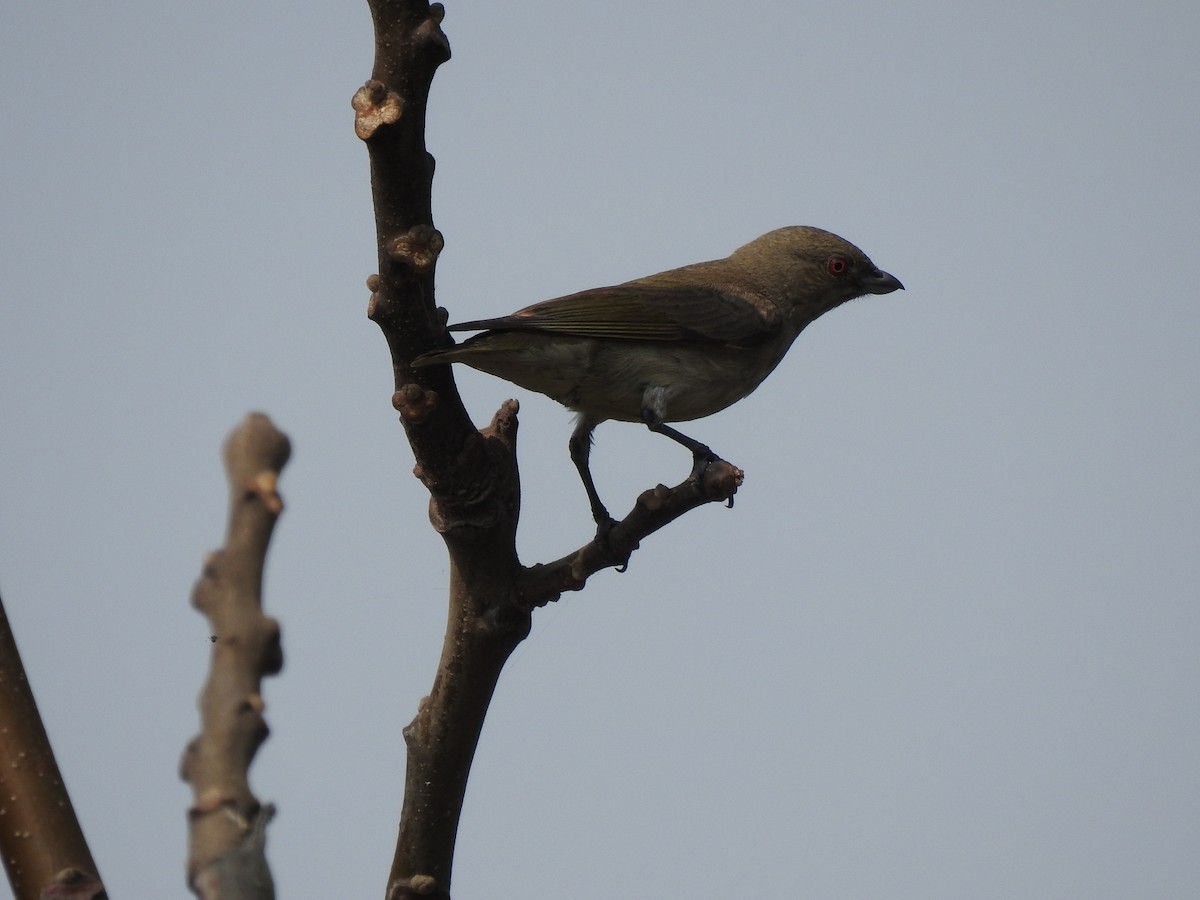 Thick-billed Flowerpecker - ML598150291