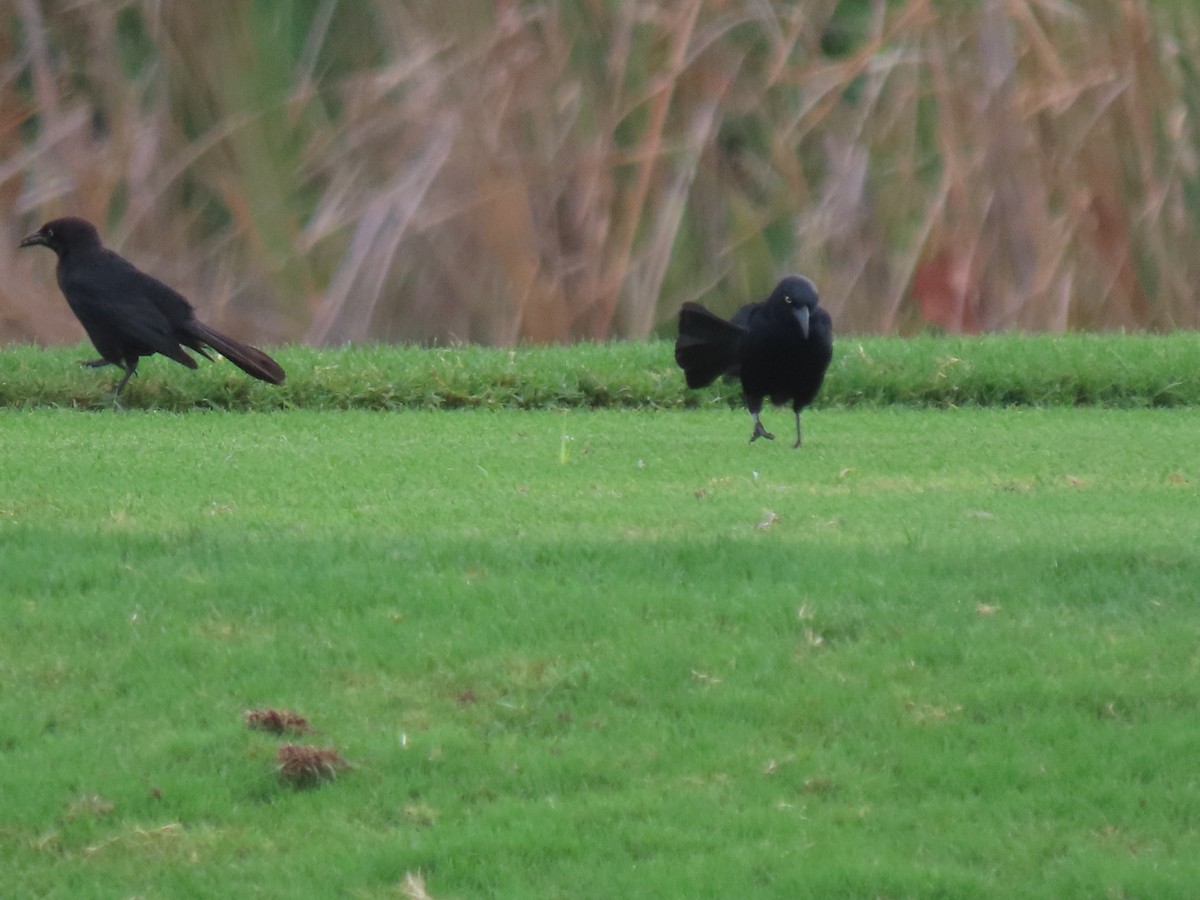 Greater Antillean Grackle - Jeanne Kaufman