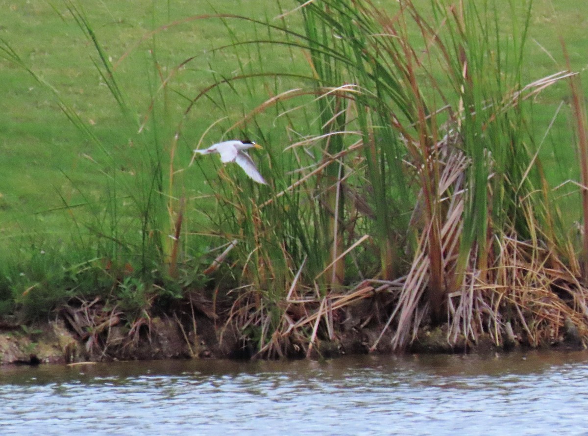 Least Tern - ML598151131