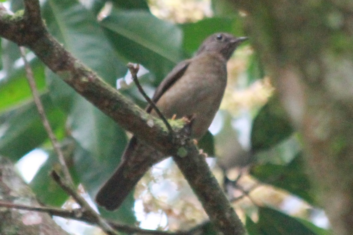 Yellow-legged Thrush - ML598151981