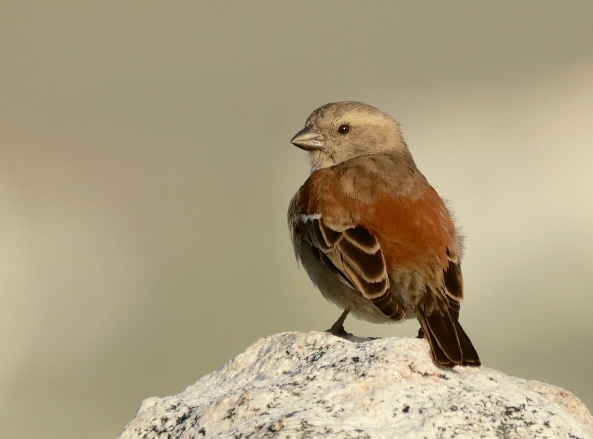 Cape Sparrow - ML598152471