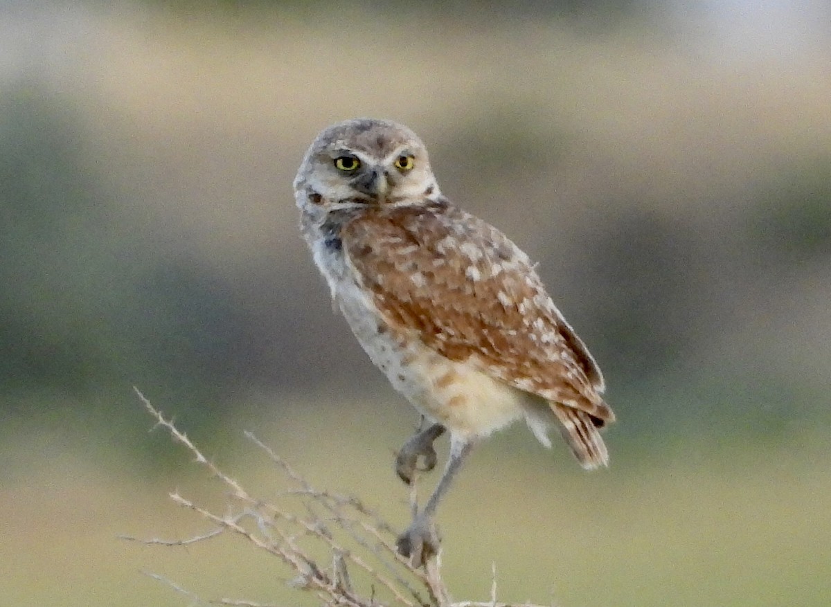 Burrowing Owl - ML598152551