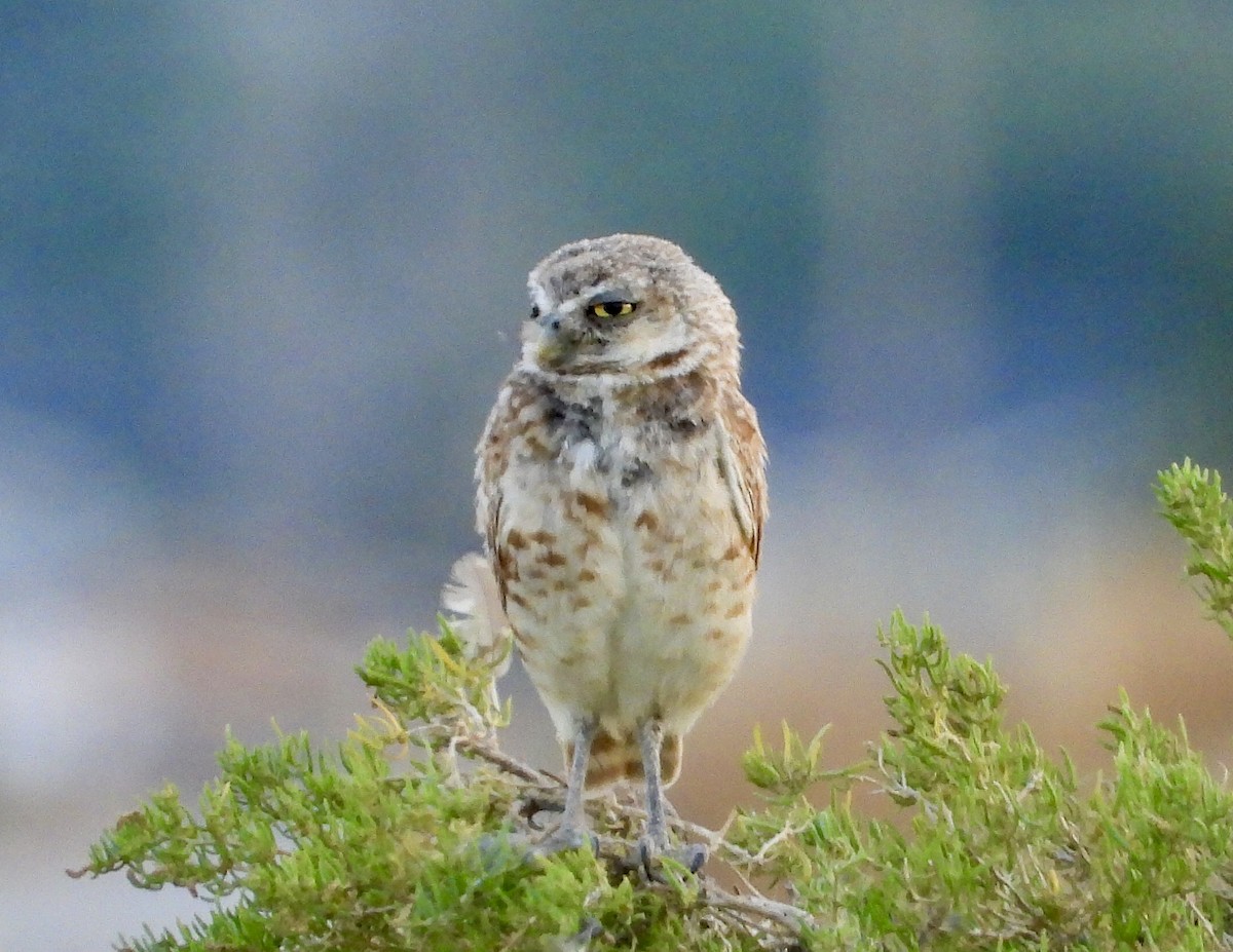 Burrowing Owl - ML598152561