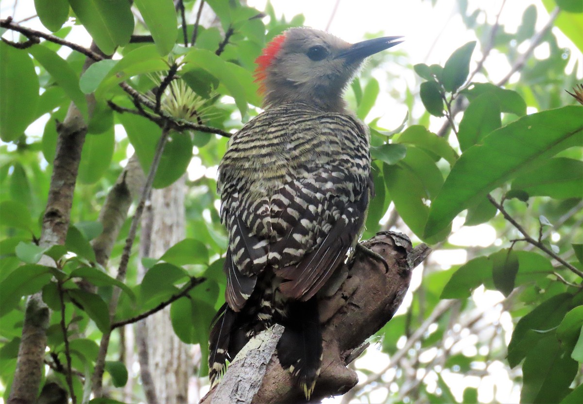 West Indian Woodpecker - ML598152901