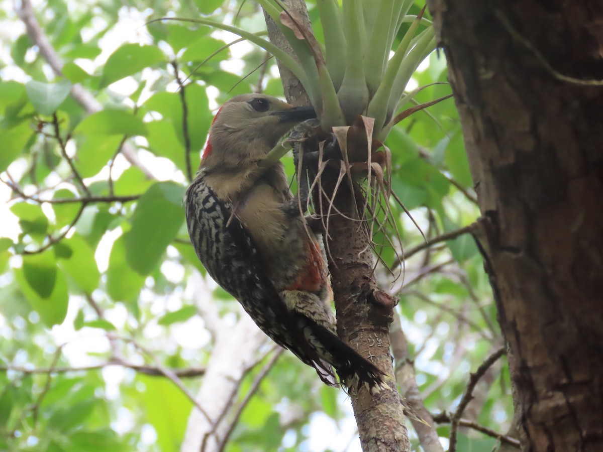 West Indian Woodpecker - ML598152951