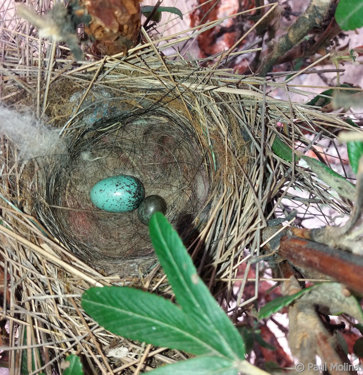 Plumbeous Sierra Finch - ML598153021