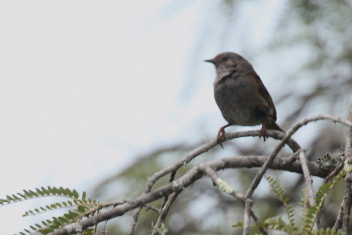 Dunnock - ML598153571