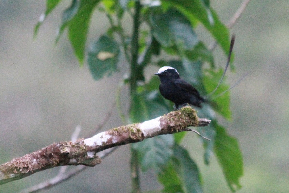 Long-tailed Tyrant - ML598153991