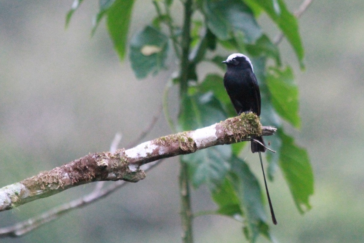 Long-tailed Tyrant - ML598154001