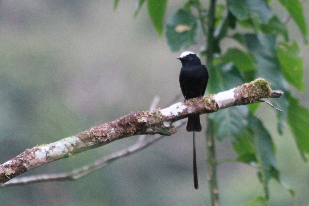 Long-tailed Tyrant - ML598154011