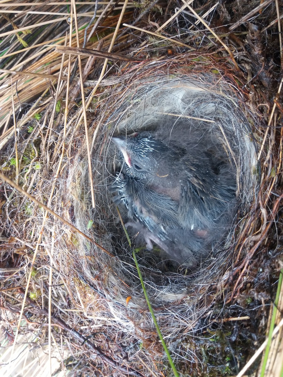 Plumbeous Sierra Finch - ML598154241