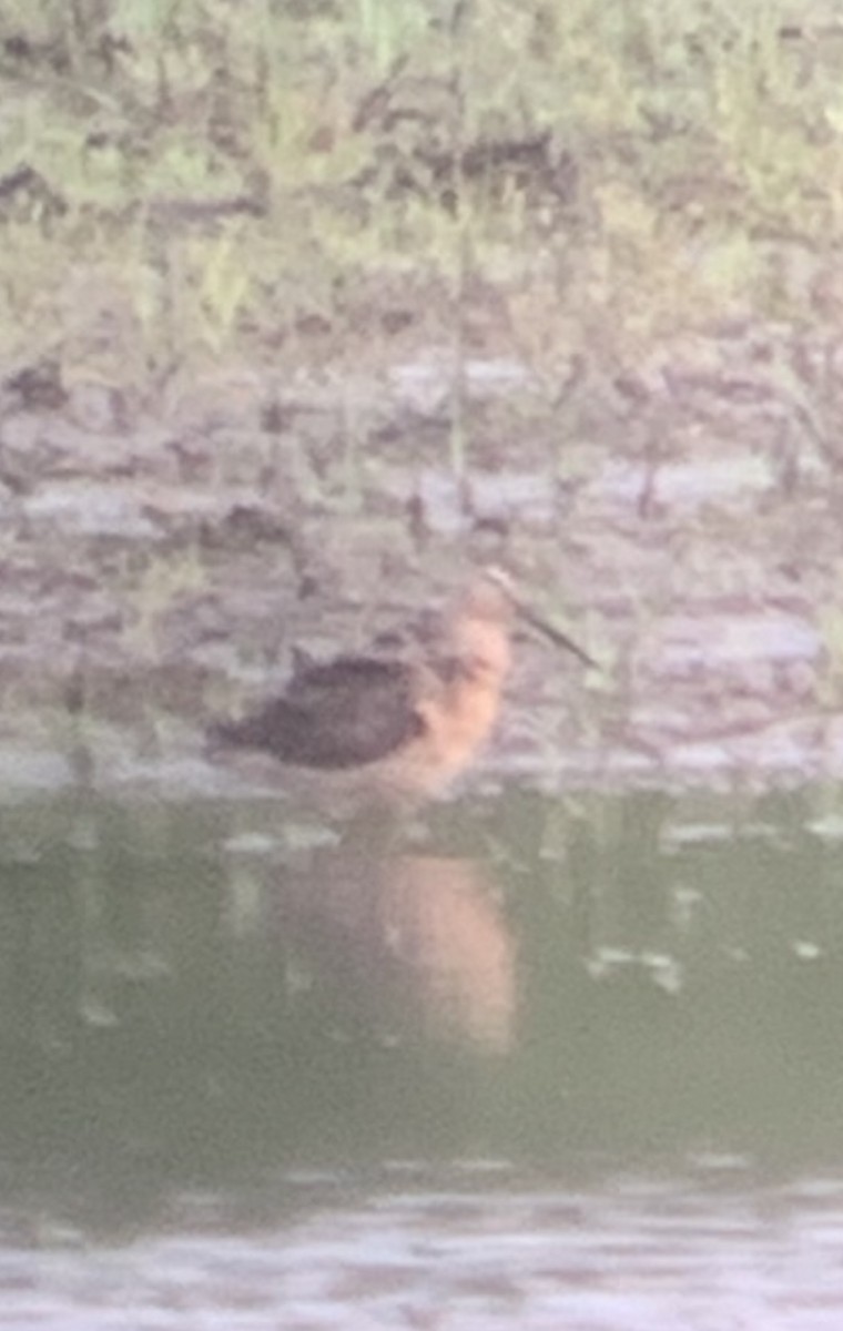 Short-billed Dowitcher - ML598154891