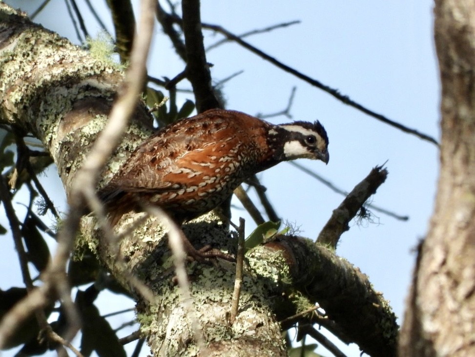 Northern Bobwhite - ML598155651