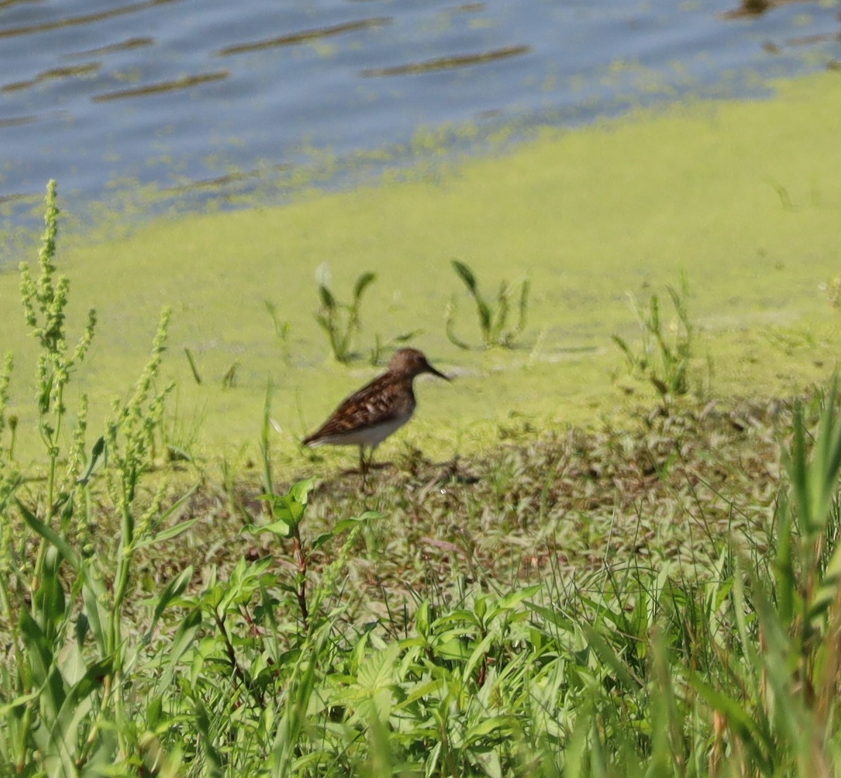 Least Sandpiper - ML598156641