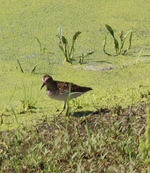 Least Sandpiper - ML598156651