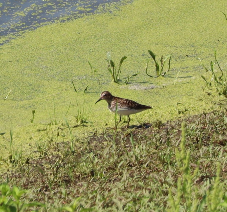 Least Sandpiper - ML598156661