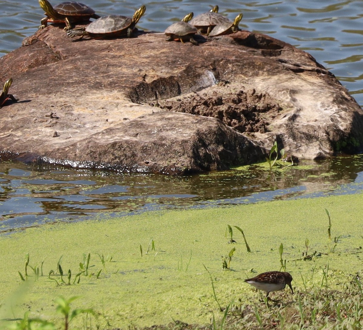 Least Sandpiper - Randal Newton