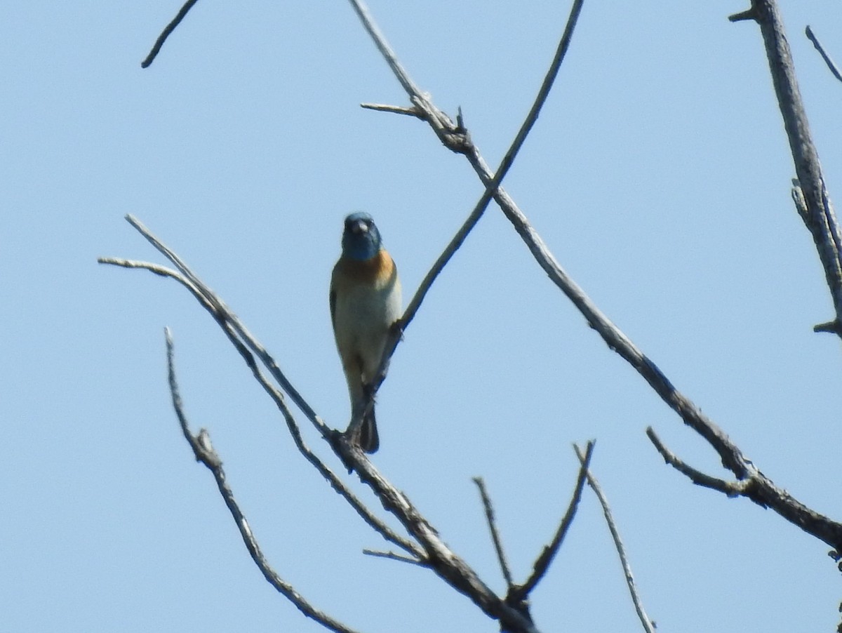 Lazuli Bunting - Shane Sater