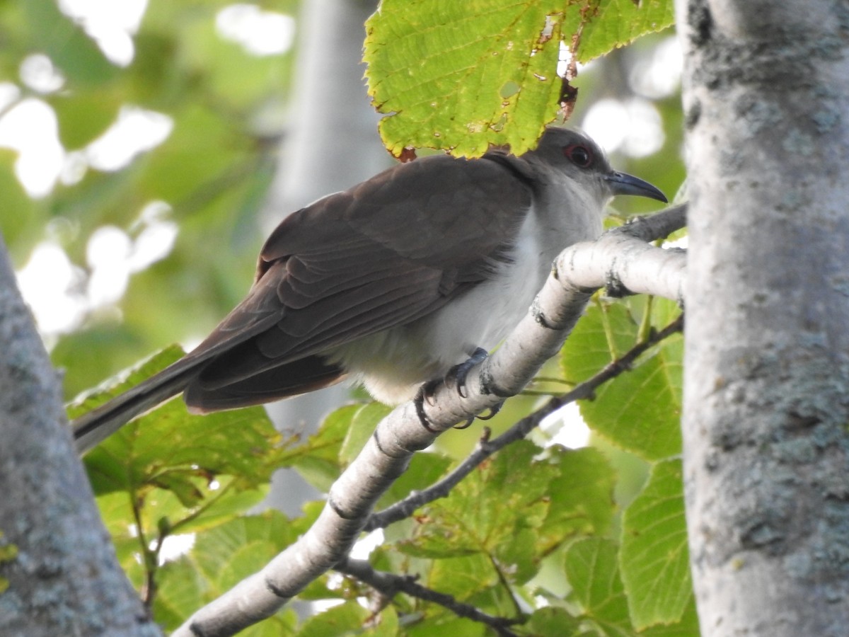 Black-billed Cuckoo - ML598158471
