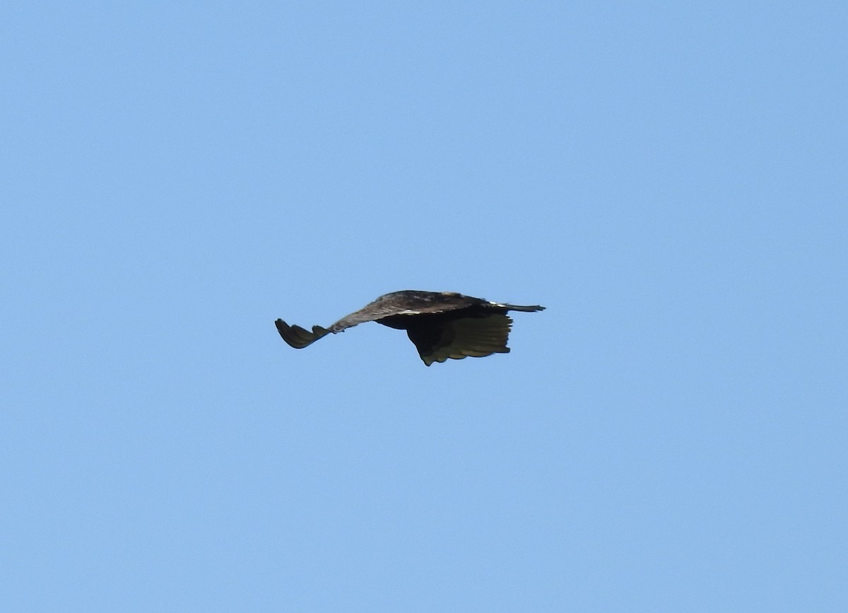 Turkey Vulture - Shane Sater