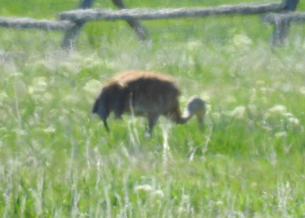 Sandhill Crane - ML59816031