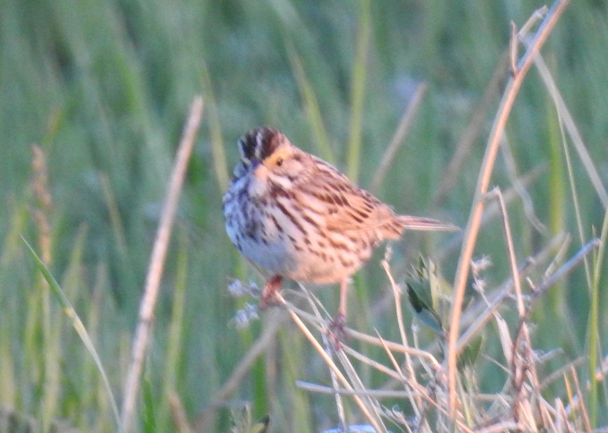 Savannah Sparrow - ML59816041