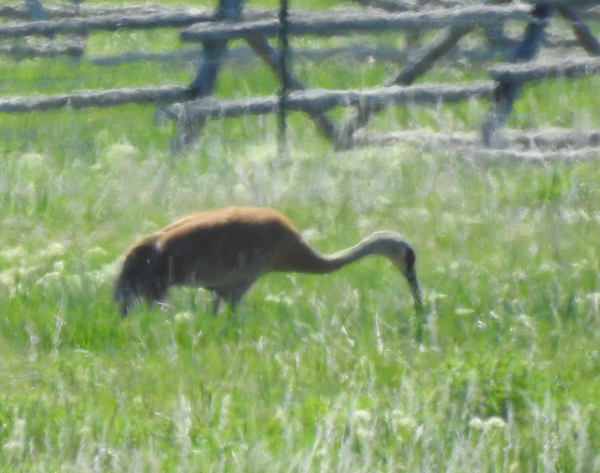 Sandhill Crane - ML59816051